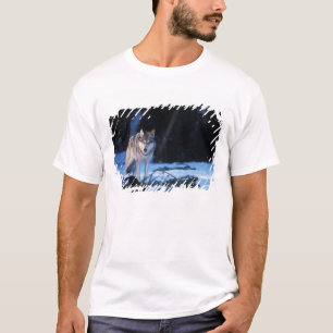 Camiseta lobo cinzento, Canis lupus, nos contrafortes