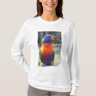 Camiseta Lorique Arco-Íris (Trichoglossus haematodus 2