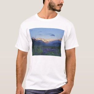 Camiseta Lupino e a Divisão Principal, Arthur's Pass, Sul