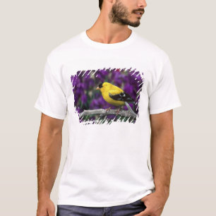 Camiseta Macho, pintassilgo americano em plumagem de verão,