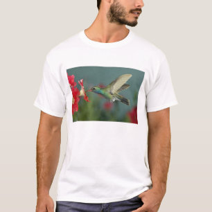 Camiseta macho se alimentando de Petúnia, Madera Canyon, Ar