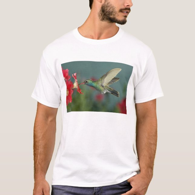 Camiseta macho se alimentando de Petúnia, Madera Canyon, Ar (Frente)