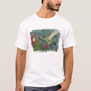Camiseta macho se alimentando de Petúnia, Madera Canyon, Ar