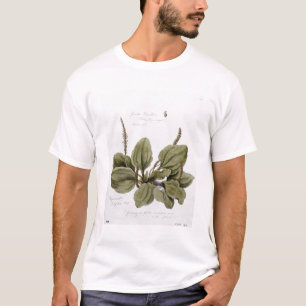 Camiseta Maior Plantain, pintado em Bayswater, o 24 de