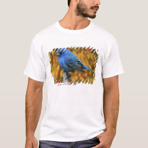 Camiseta Male Indigo Bunting, Passerina cyanea