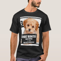 Maltipoo Mais Desejado - Poodle Miniatura Maltesa