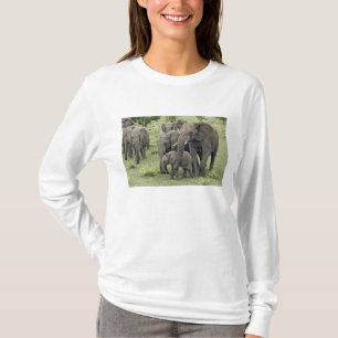 Camiseta Manada de elefantes africanos, Loxodonta africana,