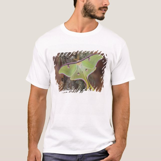 Camiseta Mariposa-da-lua (Frente)