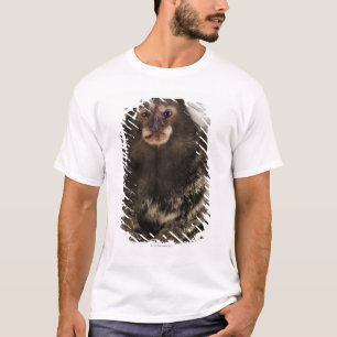 Camiseta Marmoset orelhudo branco no ramo, fim acima,