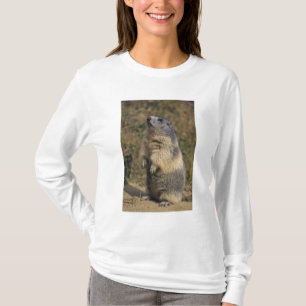 Camiseta Marmota Alpina, Marmota marmota, adulta em pé