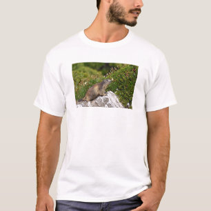 Camiseta Marmota alpina na rocha