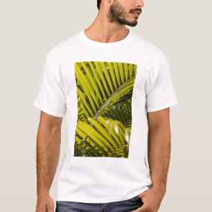 Camiseta Maurícia, Maurícia Central, Moka, palmeira