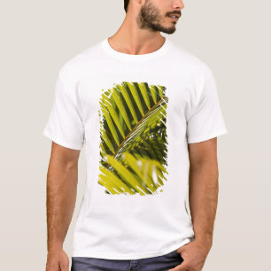 Camiseta Maurícia, Maurícia Central, Moka, palmeira