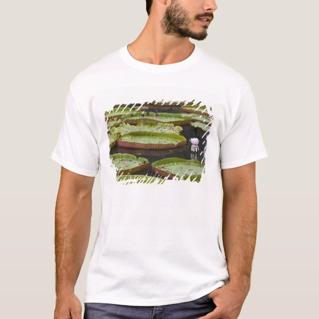 Camiseta Maurícia, Pamplemousses, SSR Botânico (Frente)