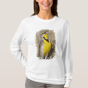 Camiseta Meadowlark ocidental (neglecta de Strunella)