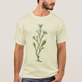 Camiseta Medusa - geniculata de Obelia