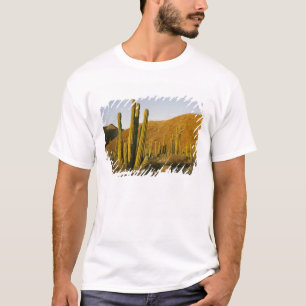 Camiseta México, Baja, Ilha de Santa Catalina, Mar de