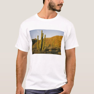 Camiseta México, Baja, Ilha de Santa Catalina, Mar de