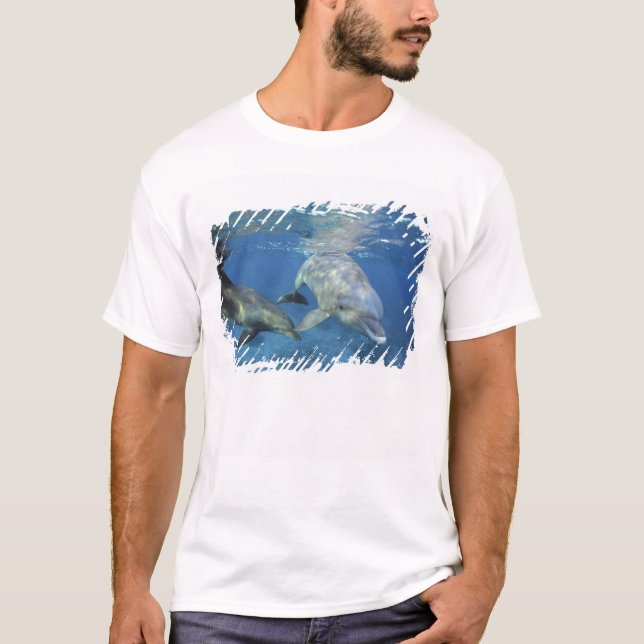 Camiseta México, Cozumel. Golfinho Estrangulado, Tursiops 5 (Frente)