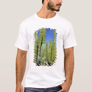 Camiseta México, Sonora, San Carlos. Saguaro & Organ Pipe