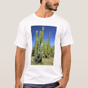 Camiseta México, Sonora, San Carlos. Saguaro & Organ Pipe