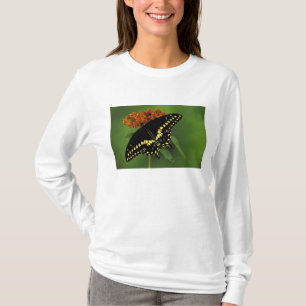 Camiseta Michigan, Rochester. Borboleta-preta-oriental-amer