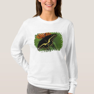 Camiseta Michigan, Rochester. Borboleta Rabo de Andorinha P