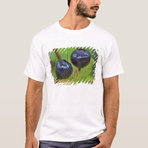 Camiseta Mirtilos maduros no Flathead Nacional 2