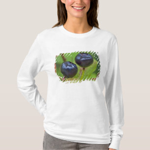 Camiseta Mirtilos maduros no Flathead Nacional 2