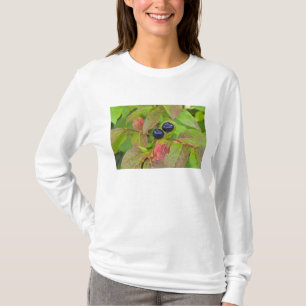Camiseta Mirtilos maduros no Flathead National