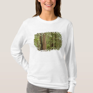 Camiseta Monumento Nacional Muir Woods, Norte