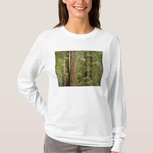 Camiseta Monumento Nacional Muir Woods, Norte