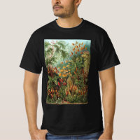 Muscinae Antigos, Plantas de Musgo por Ernst Haeck
