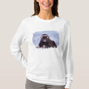 Camiseta muskox, moschatus do Ovibos, touro novo no