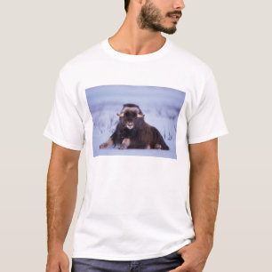 Camiseta muskox, moschatus do Ovibos, touro novo no