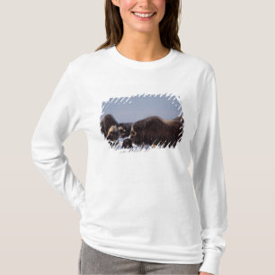 Camiseta muskox, Ovibos moschatus, touro e vaca
