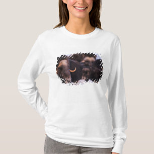 Camiseta muskox, Ovibos moschatus, vaca com recém-nascido,