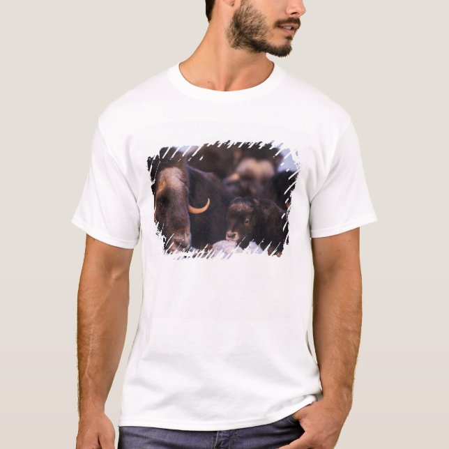 Camiseta muskox, Ovibos moschatus, vaca com recém-nascido, (Frente)