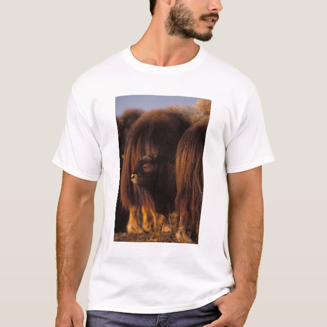 Camiseta muskox, Ovibos moschatus, vitelo recém-nascido (Frente)