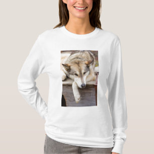 Camiseta N.A., EUA, Alasca. Cães husky de trenó
