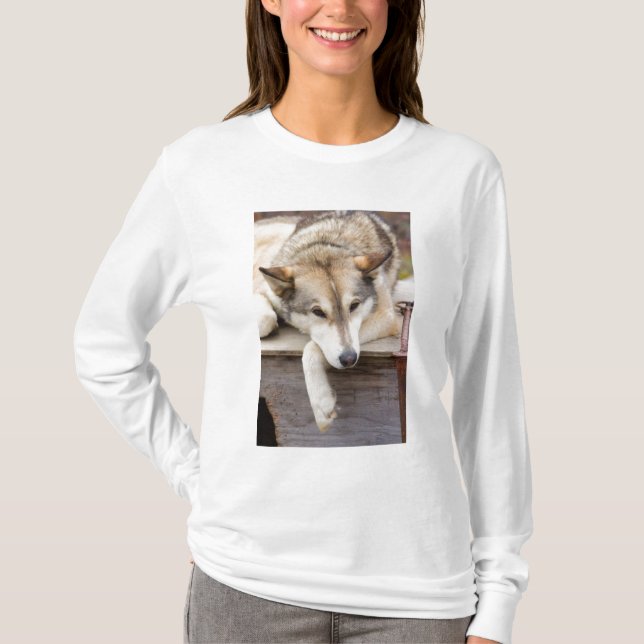 Camiseta N.A., EUA, Alasca. cães roucos (Frente)