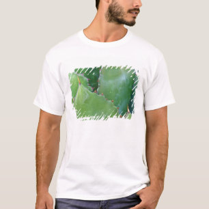 Camiseta N.A., EUA, Arizona, Tucson, Deserto de Sonora