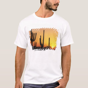 Camiseta N.A., EUA, AZ, Saguaro NP, Saguaro Sunset