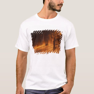 Camiseta N.A., EUA, Geórgia, George Smith State Park.