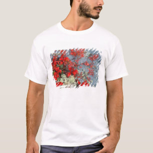 Camiseta NA, EUA, Alasca, Parque Nacional Denali, Bear berr