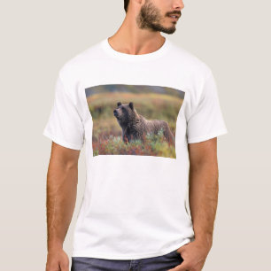 Camiseta NA, EUA, Alasca, Parque Nacional Denali, Urso pard