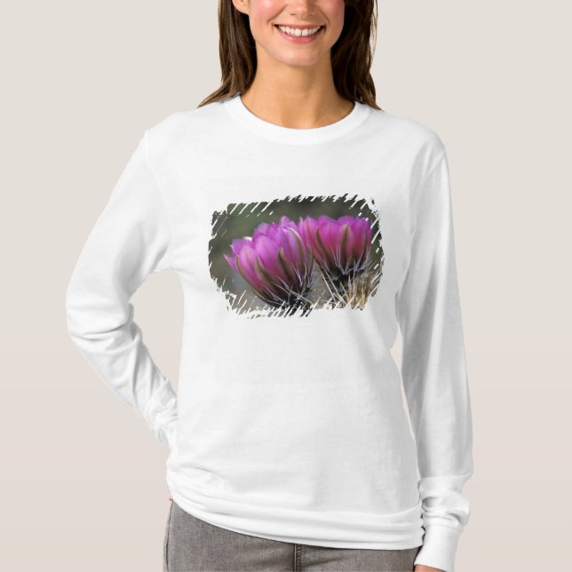 Camiseta NA, EUA, Arizona, Deserto de Sonora. Ouriço-cachei (Frente)