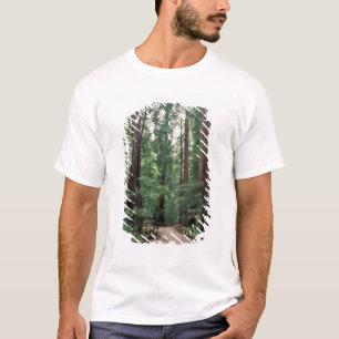 Camiseta NA, EUA, Califórnia, Condado de Marin, Muir Woods