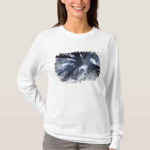 Camiseta NA, EUA, Califórnia, Del Norte Redwoods State