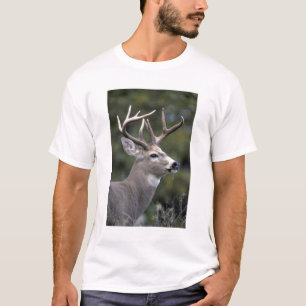 Camiseta NA, EUA, Estado de Washington, Veado-de-cauda-bran